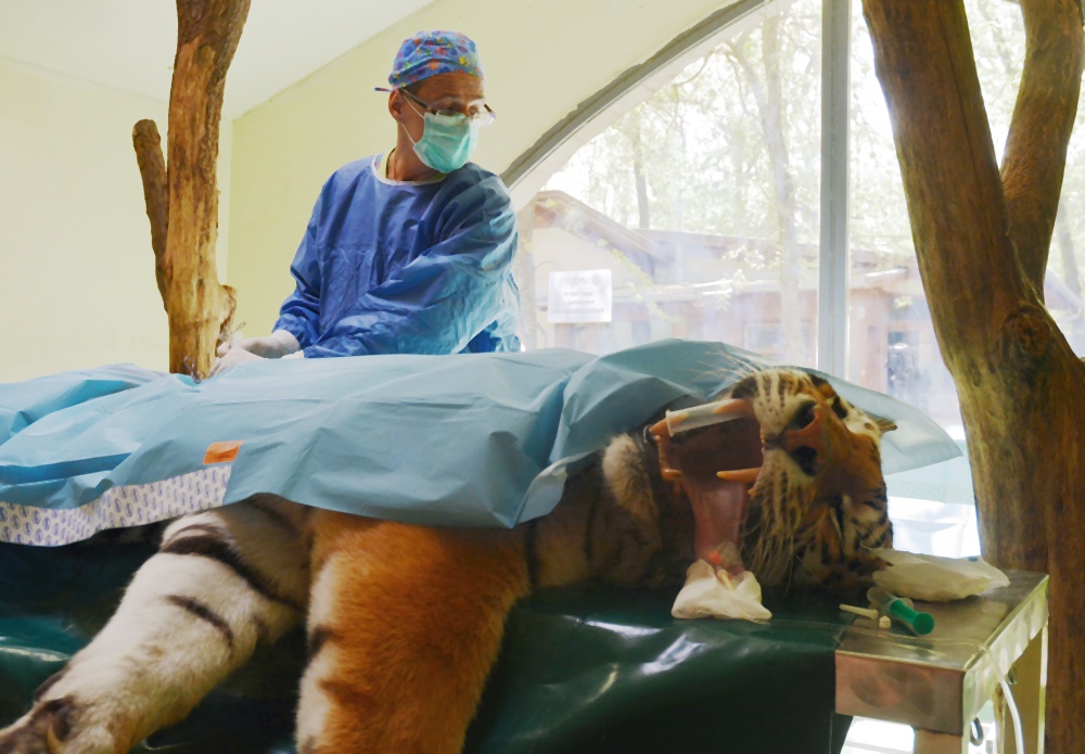 Tratament cu celule stem aplicat în premieră unui tigru siberian